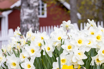 White daffodils grow in a flowerbed. A white picket fence is in the background. Spring flowers blooming in Southern Finland in May. Daffodils are hardy perennial bulb flowers. Small focus area.