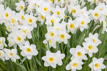 White daffodils grow in a flowerbed. Spring flowers blooming in Southern Finland in May. Daffodils are hardy perennial bulb flowers. Small focus area.