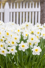 White daffodils grow in a flowerbed. A white picket fence is in the background. Spring flowers blooming in Southern Finland in May. Daffodils are hardy perennial bulb flowers. Small focus area.