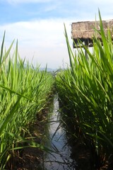 Irrigation Channels In Green And Fertile Rice Fields