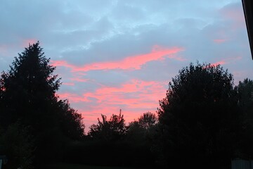 Pink sunset sky over trees