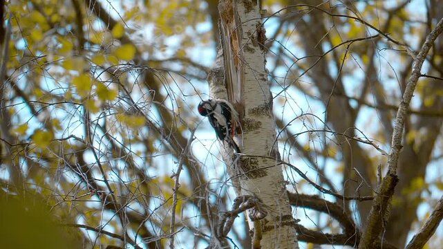 In the forest, a woodpecker sits on a birch tree, grooming itself, cleaning its feathers and knocking on the trunk with its beak. Closeup. Slow mo, slow motion, high speed camera, 200fps