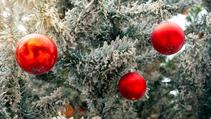 Red Christmas ornaments hanging on a snow of pine tree. Flocked pine tree branch evoking festive...