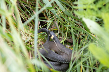Grass snake in the grass