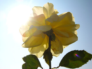 yellow flower on blue sky