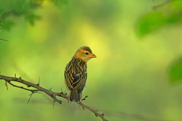 Baya Weaver on the branch