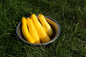 Zucchini from the garden. Natural food products