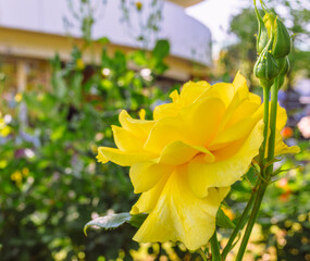 めぬま道の駅バラ園ー59