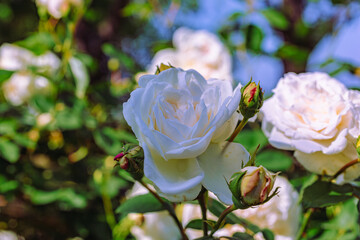 めぬま道の駅バラ園ー48