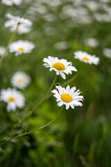 Daisies in a field on a summer day