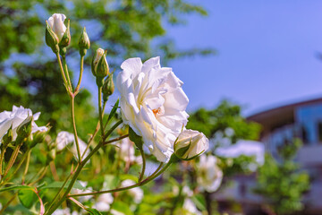 めぬま道の駅バラ園ー36