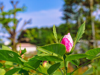 めぬま道の駅バラ園ー17