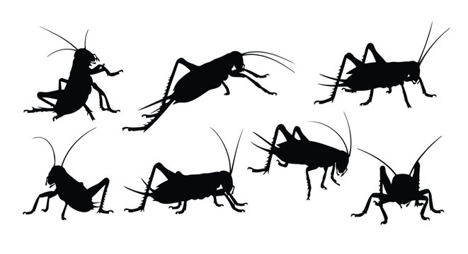 Silhouette vector set silhouettes of crickets in various poses, isolated on a white background