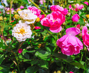 めぬま道の駅バラ園ー8
