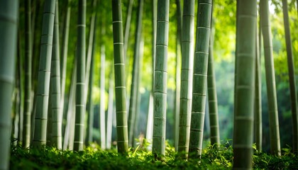 Fototapeta premium Lush bamboo forest bathed in sunlight (1)
