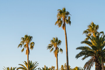 Tropical palm trees summer sunset. Tall trees sunny day with blue sky and green leaves branches...