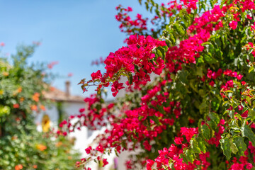 Cobblestone Street and Colorful Flowers in Obidos