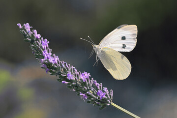 Weißling, Kohlweißling, Schmetterling
