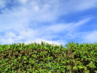 Privet Hedge with blue sky and clouds background and copy space, gardening stock photo image