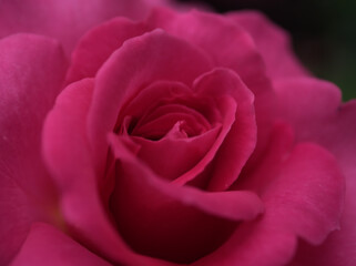 5月に美しく咲いたピンク色のバラ「マヌウ･メイアン」