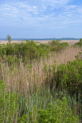 Obraz premium Ile de Malprat, Réserve naturelle , Bassin d'Arcachon , 33, Gironde, France