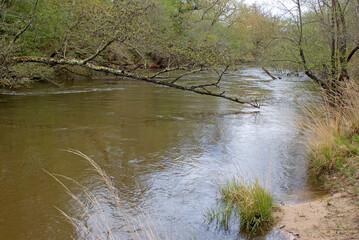 Espace protégé, riviere La Leyre, Salles, 33, Gironde, France