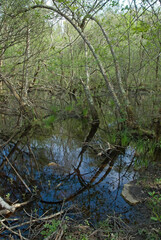 Vallée de la Leyre, riviere la Leyre, Parc naturel régional des Landes de Gascogne, 33, Gironde, France