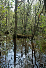 Vallée de la Leyre, riviere la Leyre, Parc naturel régional des Landes de Gascogne, 33, Gironde, France