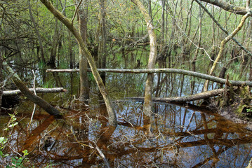 Vallée de la Leyre, riviere la Leyre, Parc naturel régional des Landes de Gascogne, 33, Gironde, France