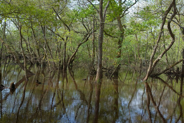 Vallée de la Leyre, riviere la Leyre, Parc naturel régional des Landes de Gascogne, 33, Gironde, France
