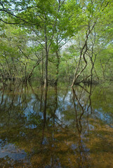 Obraz premium Vallée de la Leyre, riviere la Leyre, Parc naturel régional des Landes de Gascogne, 33, Gironde, France