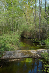 Vall&eacute;e de la Leyre, riviere la Leyre, Parc naturel r&eacute;gional des Landes de Gascogne, 33, Gironde, France