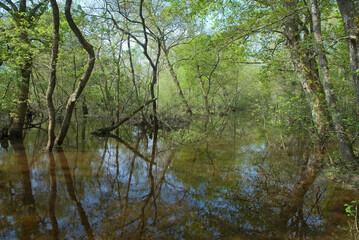 Vallée de la Leyre, riviere la Leyre, Parc naturel régional des Landes de Gascogne, 33, Gironde, France