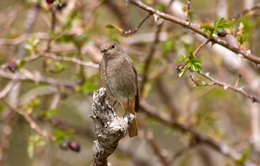 Rougequeue noir,Phoenicurus ochruros, Black Redstart