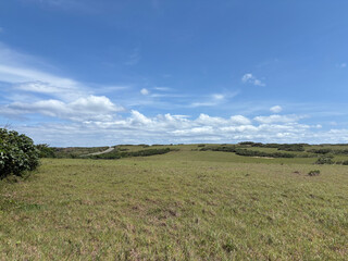 Fototapeta premium green field and blue sky
