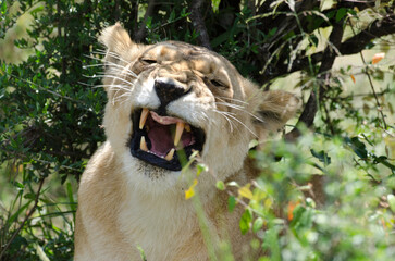 lion, femelle, lionne, Panthera leo, Réserve de Masai Mara, Kenya, Afrique de l'Est