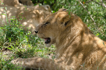lion, femelle, lionne, Panthera leo, Réserve de Masai Mara, Kenya, Afrique de l'Est