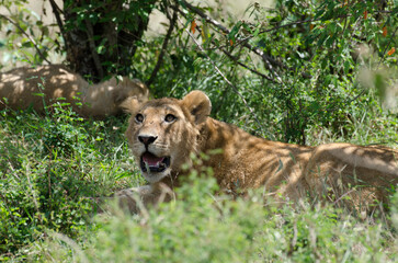 lion, femelle, lionne, Panthera leo, Réserve de Masai Mara, Kenya, Afrique de l'Est