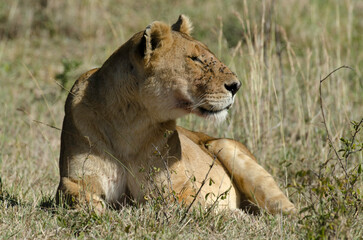 lion, femelle, lionne, Panthera leo, Afrique