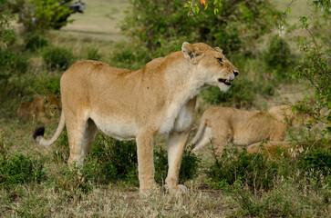 lion, femelle, jeune, lionne, Panthera leo, Afrique