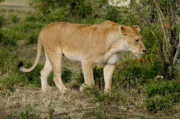 lion, femelle, lionne, Panthera leo, Réserve de Masai Mara, Kenya, Afrique de l'Est