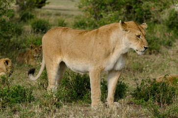 lion, femelle, jeune, lionne, Panthera leo, Afrique