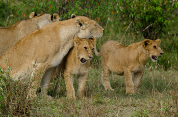 lion, femelle, jeune, lionne, Panthera leo, Afrique