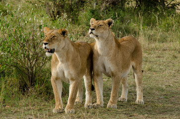 lion, femelle, lionne, Panthera leo, Réserve de Masai Mara, Kenya, Afrique de l'Est