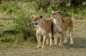 lion, femelle, lionne, Panthera leo, Réserve de Masai Mara, Kenya, Afrique de l'Est