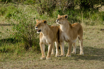 lion, femelle, lionne, Panthera leo, Réserve de Masai Mara, Kenya, Afrique de l'Est