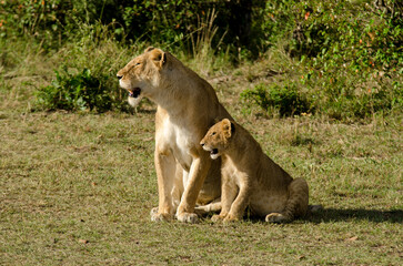 lion, femelle, jeune, lionne, Panthera leo, Afrique