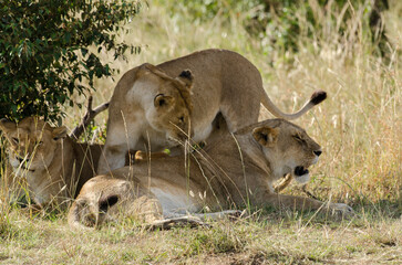 lion, femelle, lionne, Panthera leo, Réserve de Masai Mara, Kenya, Afrique de l'Est
