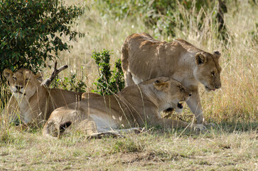 lion, femelle, lionne, Panthera leo, Réserve de Masai Mara, Kenya, Afrique de l'Est