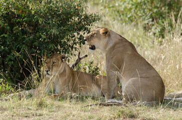 lion, femelle, lionne, Panthera leo, Réserve de Masai Mara, Kenya, Afrique de l'Est